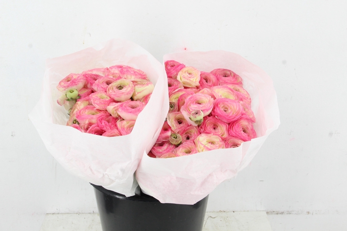 <h4>RAN SUCCES FELICIDADE</h4>