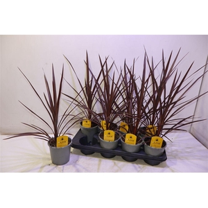 arr8 Cord Aus Red Star