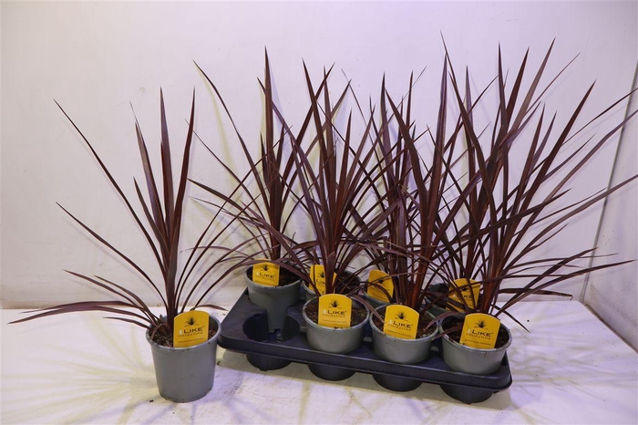 arr8 Cord Aus Red Star