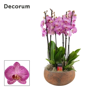 Yara 6 tak symphony purple (Deco-collection)