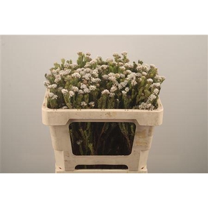 Kaaps Metalasia Naturel