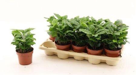 <h4>Coffea Arabica</h4>