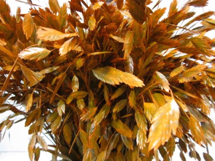 Chasmanthium Oranje