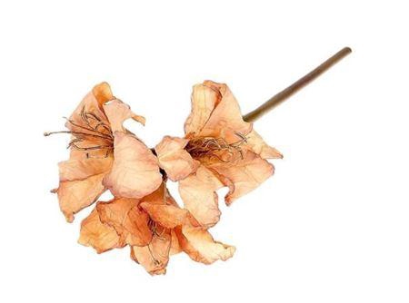 <h4>Stem Amaryllis L65</h4>