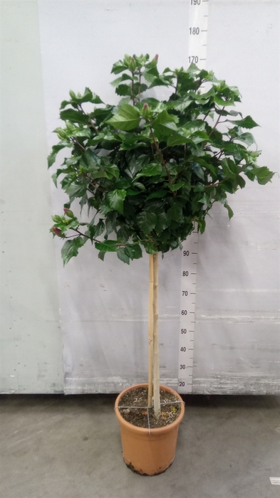 <h4>Hibiscus rosa-sin.   ...</h4>