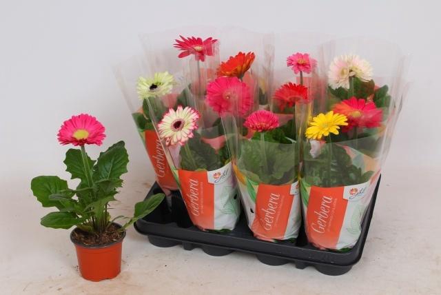 <h4>GER COLOURGAME GEM</h4>