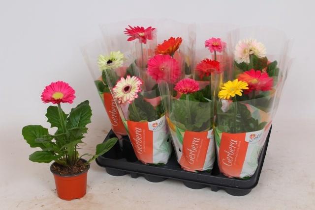 <h4>GER COLOURGAME GEM</h4>