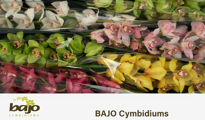 <h4>CYMB T GEM</h4>