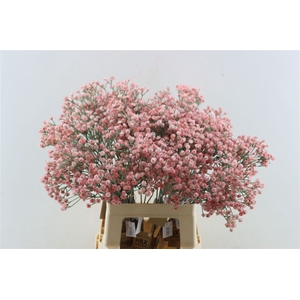 Artificial Stem Gyps Pink