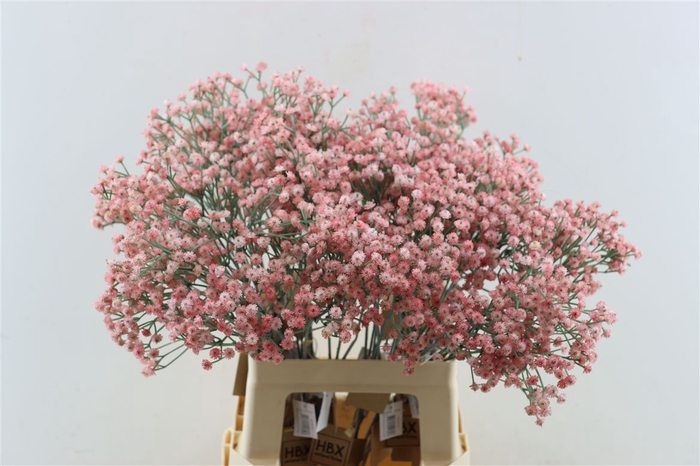 <h4>Artificial Stem Gyps Pink</h4>