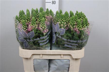 <h4>Antir Legend Li Pink</h4>