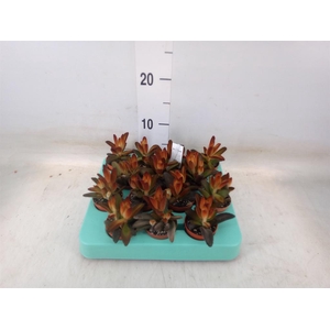 Kalanchoe NF tomentosa