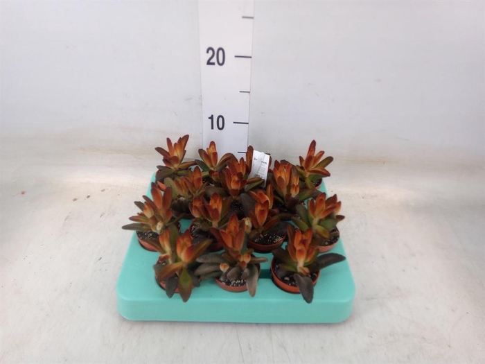 <h4>Kalanchoe NF tomentosa</h4>