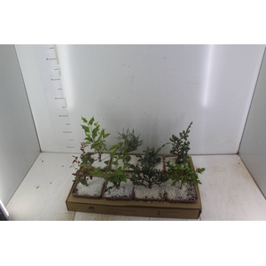 BONSAI JUNIOR VASO PLASTICO 1.1L