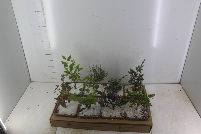 <h4>BONSAI JUNIOR VASO PLASTICO 1.1L</h4>