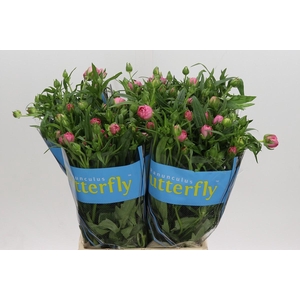 Ranunculus Butterfly Venus