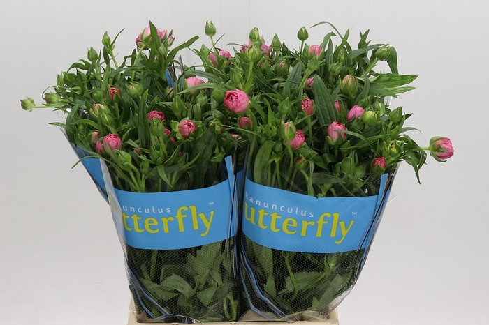 <h4>Ranunculus Butterfly Venus</h4>