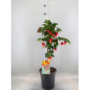 Abutilon  'Big Bell'