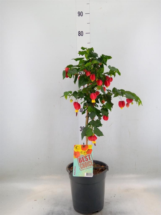 <h4>Abutilon  'Big Bell'</h4>
