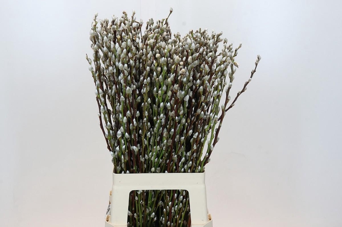 <h4>Salix Caprea Snow Flake Premium</h4>