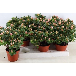 RHODO SI SACHSENSTER