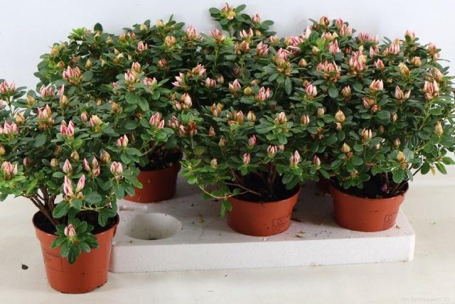 <h4>RHODO SI SACHSENSTER</h4>