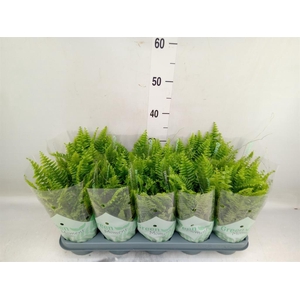 Nephrolepis exal. 'Green Moment'