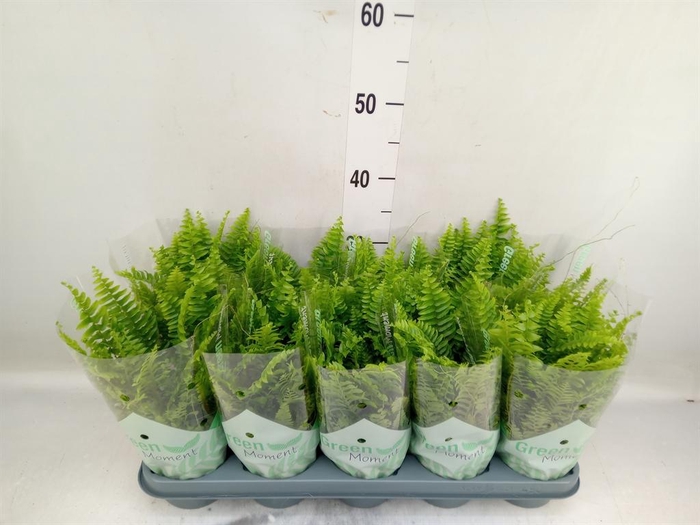 <h4>Nephrolepis exal. 'Green Moment'</h4>