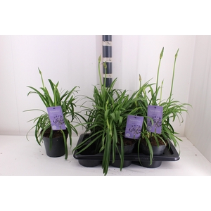 AGAPA SUMM LOVE BLUE