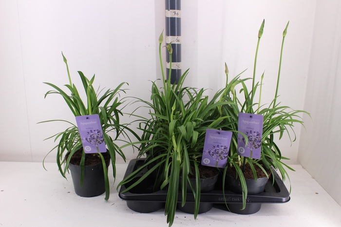 <h4>AGAPA SUMM LOVE BLUE</h4>