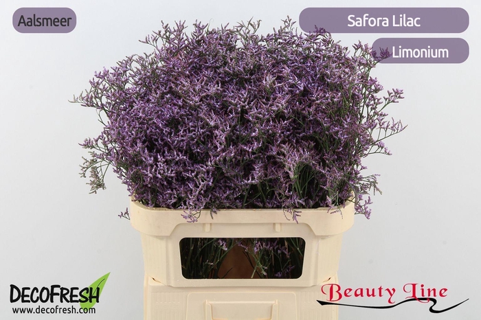 <h4>Limonium Safora Lilac</h4>