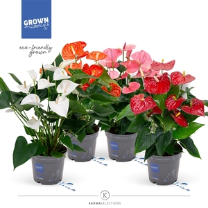 Mimesis Anthurium KARMA Grandiflora mix - 17 cm