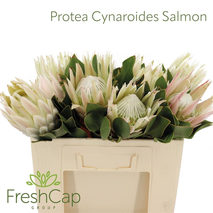 <h4>Protea Cynaroides Salmon</h4>