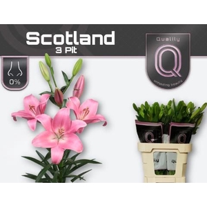 LI LA SCOTLAND