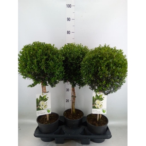 Myrtus communis