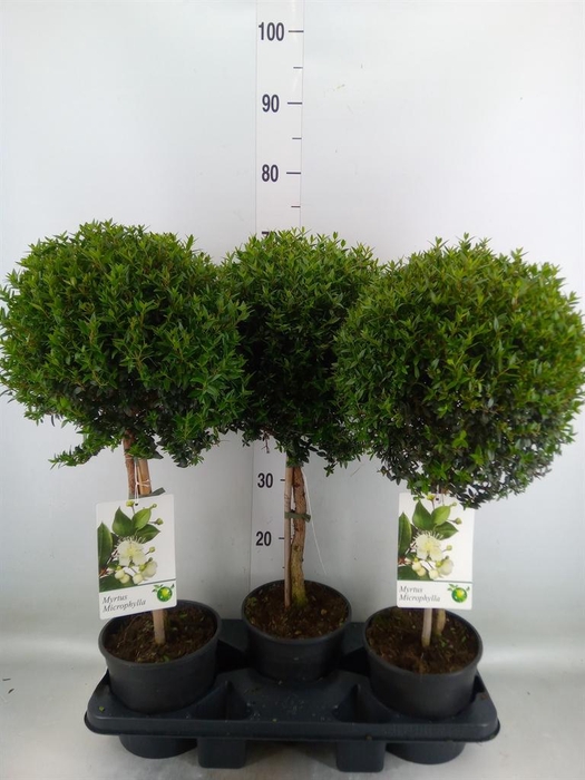 <h4>Myrtus communis</h4>