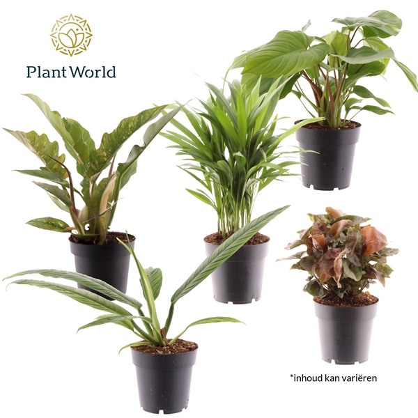 <h4>Groenmix Cuba (diverse soorten)</h4>