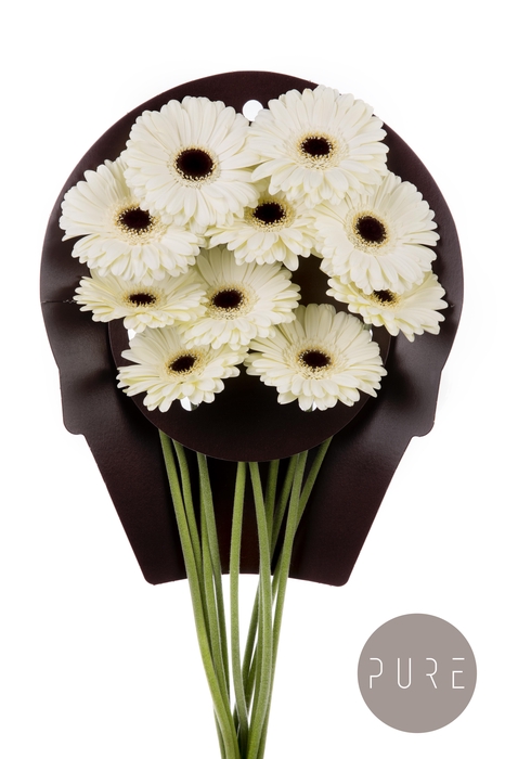 <h4>Gerbera White House Flowerracket</h4>