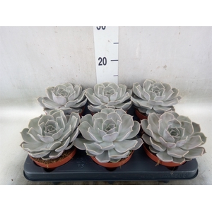 Echeveria lilacina