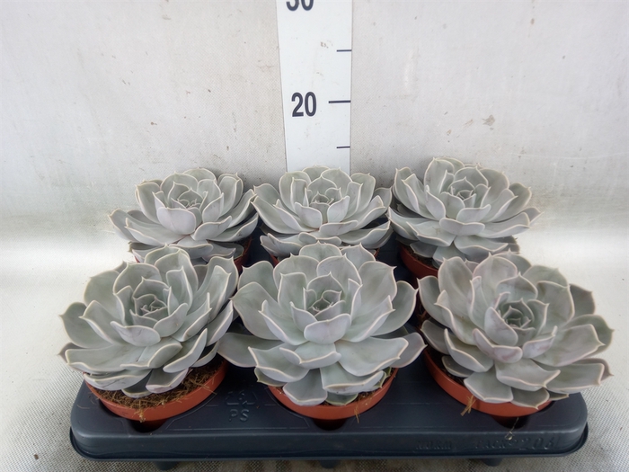 <h4>Echeveria lilacina</h4>
