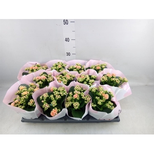 Kalanchoe   ...