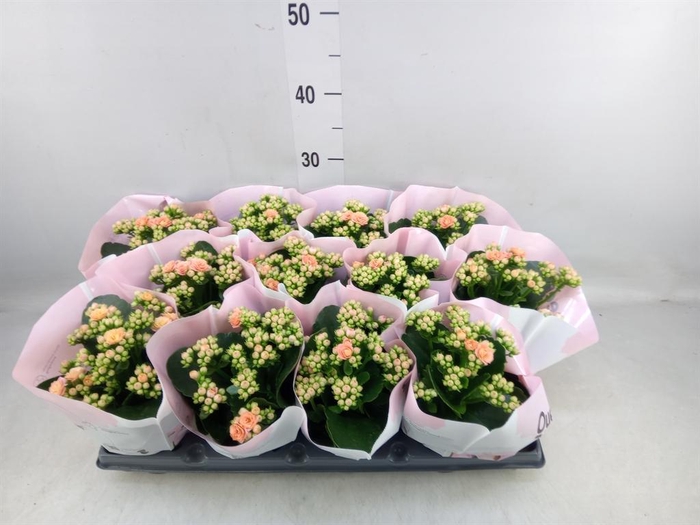 <h4>Kalanchoe   ...</h4>