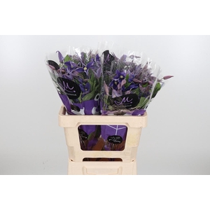 Clem Di Bl Pirouette