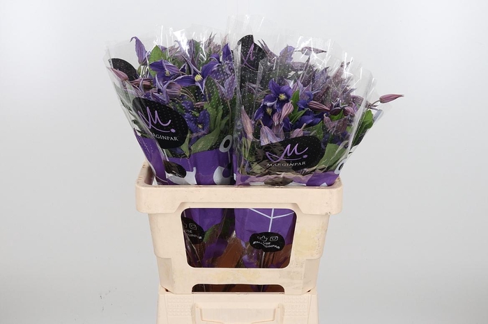 <h4>Clem Di Bl Pirouette</h4>