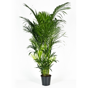 Howea forsteriana 220cm (Kentia)