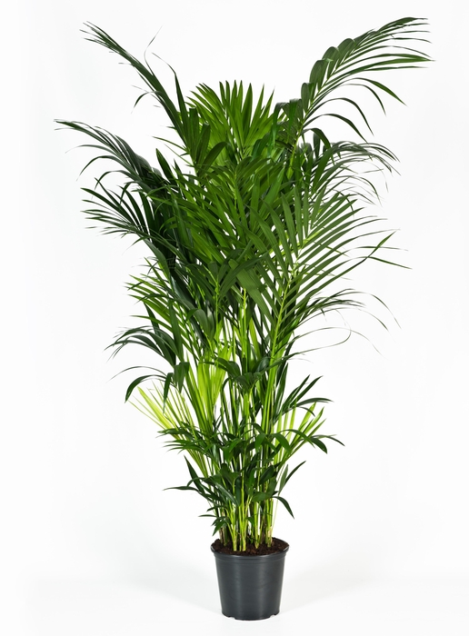 <h4>Howea forsteriana 220cm (Kentia)</h4>