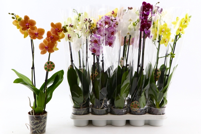 <h4>PHAL GEM 8 KL</h4>