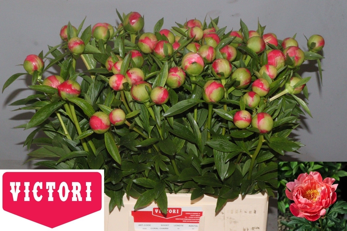 <h4>PAEO  CORAL CHARM</h4>