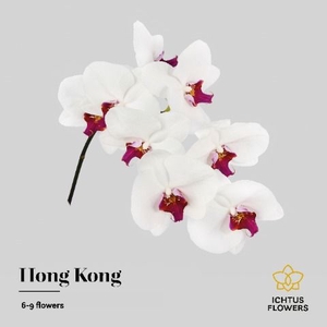 Phalaenopsis Red Lips 7-9