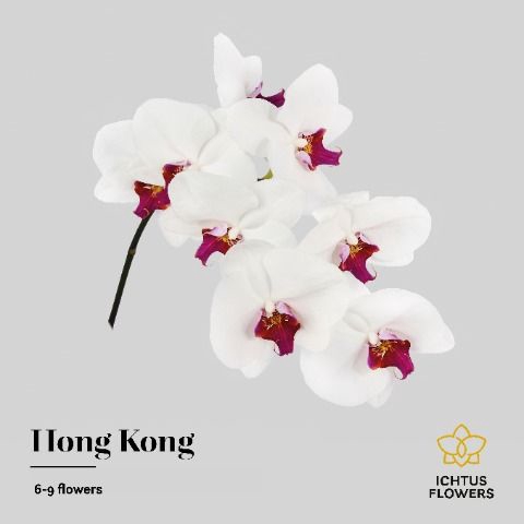 <h4>Phalaenopsis Red Lips 7-9</h4>